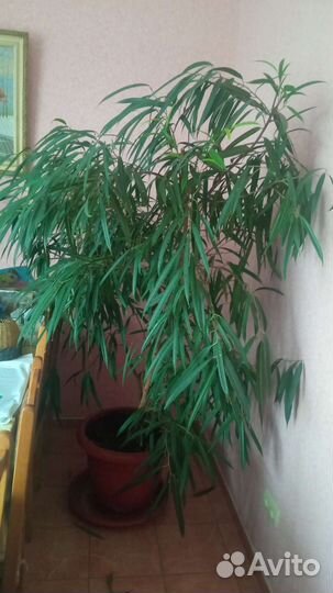 Комнатные растения