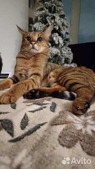 Передержка животных