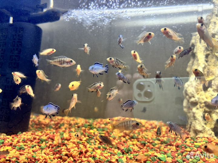 Рыбки цихлиды