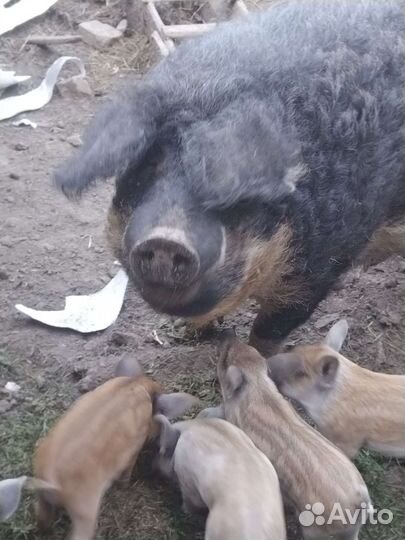 Венгерская мангалица поросята