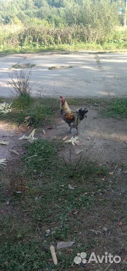 Петухи возраст разный