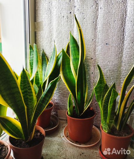 Сансевиерия