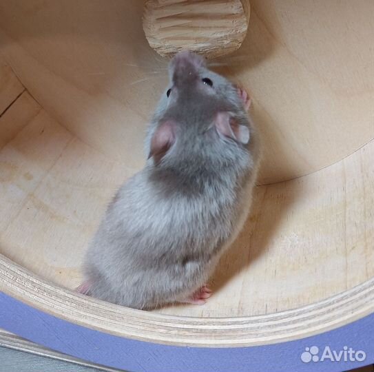 Хомяки черепаховые поясные сирийские сатин мышата