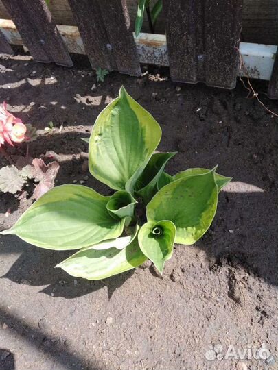 Хоста растение