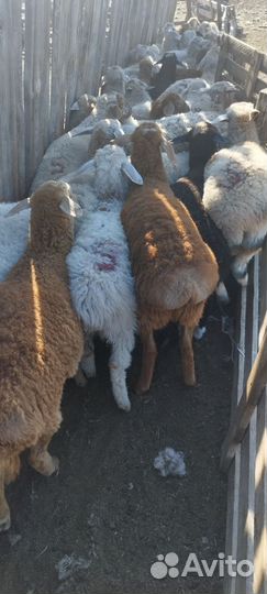 Овцы бараны ягнята