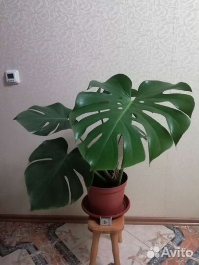 Комнатные цветы. Монстера. обновление 6.08