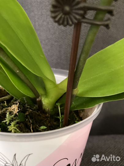 Орхидея ароматная мультифлора