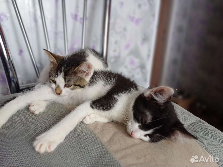 Котенок девочка в добрые руки