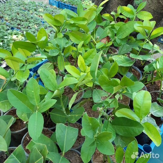 Цитрусовые