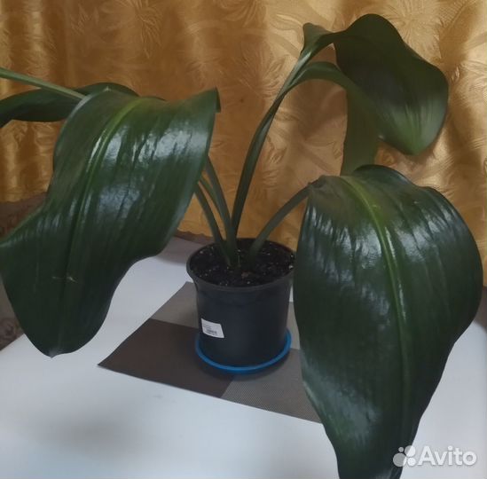 Комнатные растения Севастополя