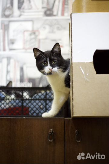 Кошки и коты в добрые руки