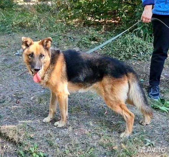 Собака для охраны в добрые руки