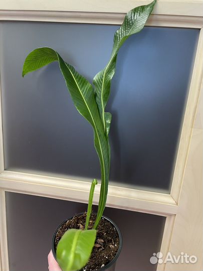 Папоротник нифидиум толстолистный