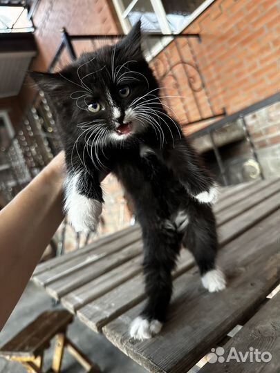 Котята 2 месяца