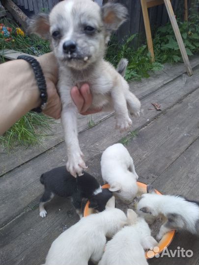 Щенята от маленькой собаки