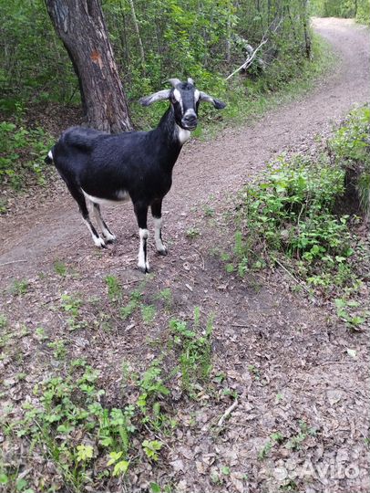 Англо нубийские козы