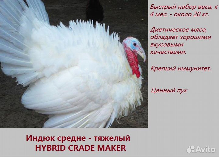 Индюшата подрощеные