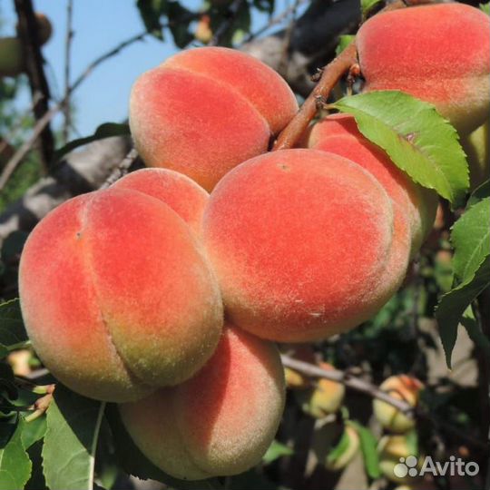 Саженцы персик, черешня и т.д