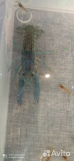 Аквариумные раки