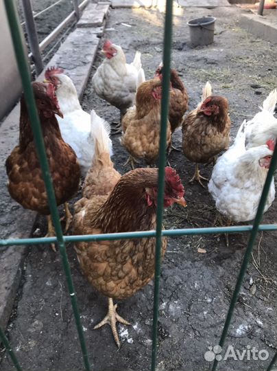 Куры несушки