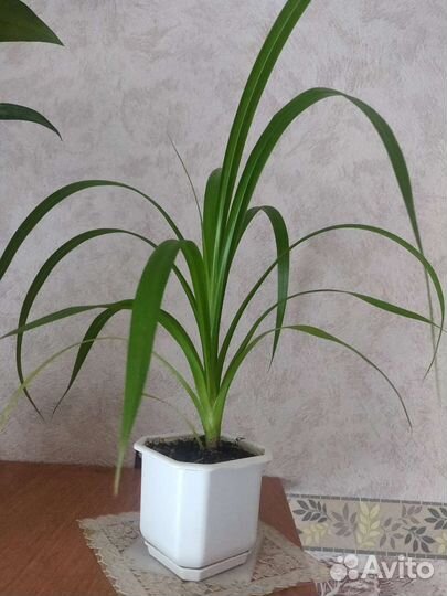 Панданус маленький