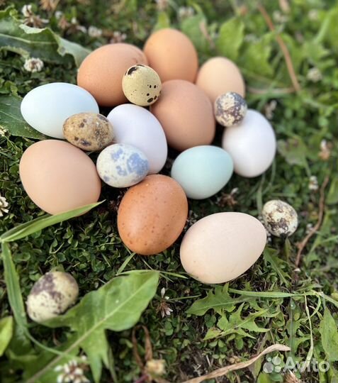 Яйца, перепела, цыплята, выведу цыплят на заказ