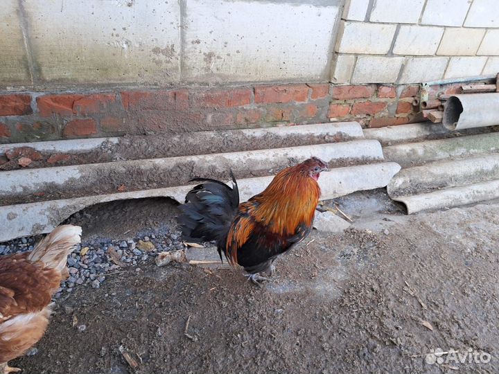 Продам декоративных(маленьких)петушков