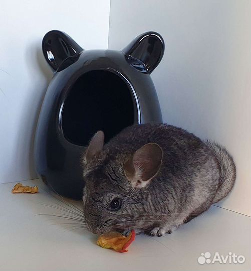 Шиншилленок мальчик нкпа и нф (3 мес)