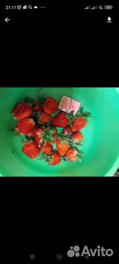 Рассада клубники