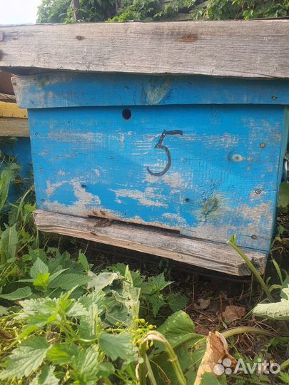 Пчелосемья с ульем