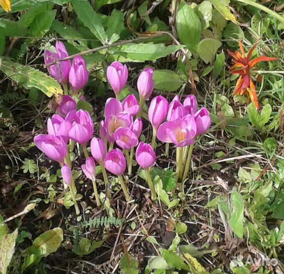 Цветы на посадку, безвременники, ирисы