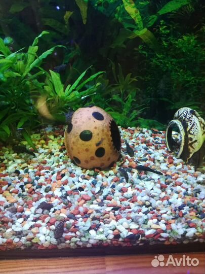Аквариумные рыбки сомики