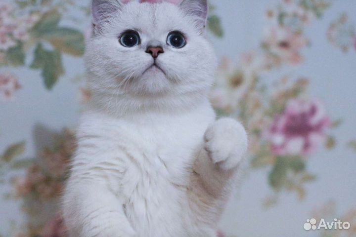 Элитный синеглазый котик