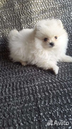 Щенки шпица