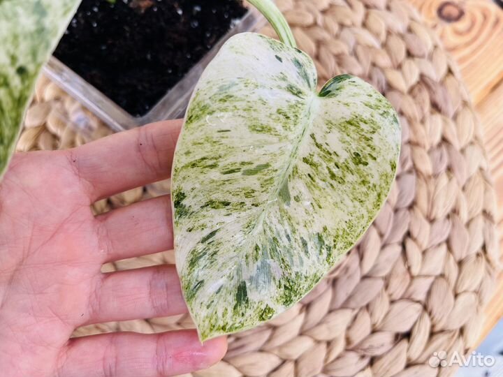 Филодендрон Гигантум вариегатный / Giganteum var