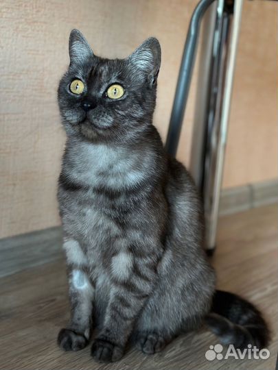 Кошка