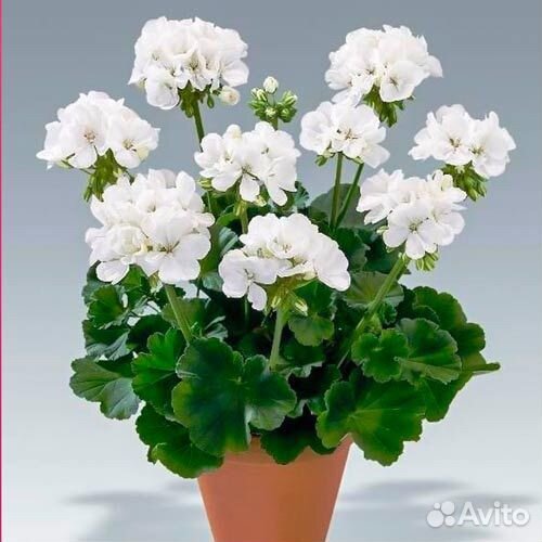 Пеларгония герань