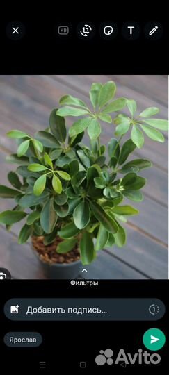 Комнатные цветы шефлера