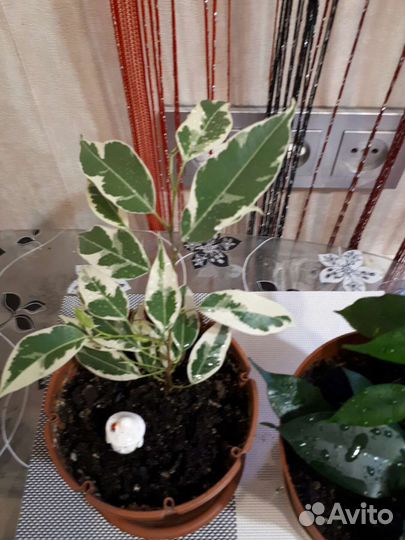 Фикус бенджамина