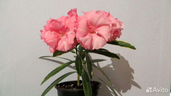 Олеандры сортовые, махровые