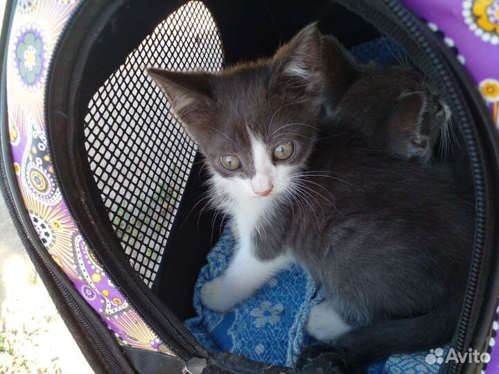 Котёнок-девочка выживает на улице. В дар