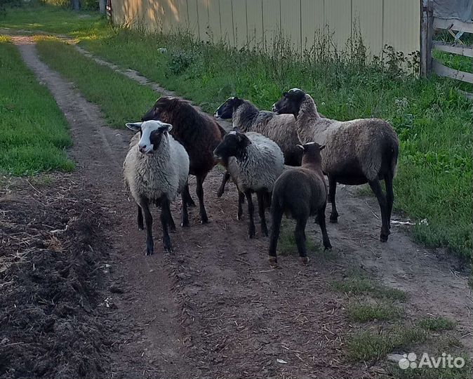 Овцы бараны ягнята