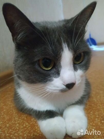 Кошки