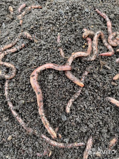 Биогумус (вермикомпост)