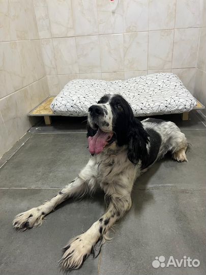 Передержка/зоогостиница для собак и кошек