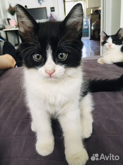 Котенок для поцелуев)