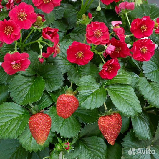 Клубника с розовыми цветами