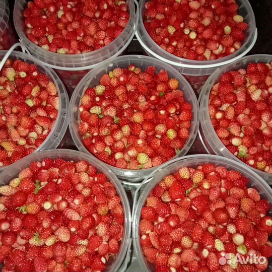 Земляника лесная