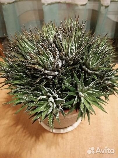 Хавортия жемчужная