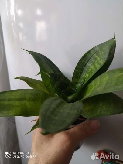 Сансевиерии